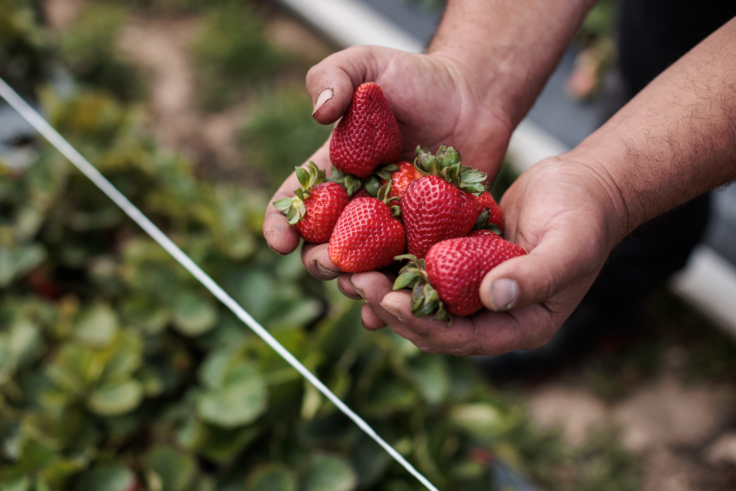 Application for PRIMA award, May 2024